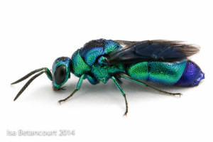 Betancourt CuckooWasp Profile