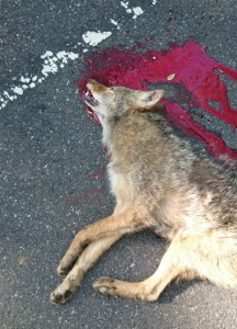 dead coyote