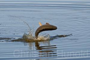 Jumping Carp