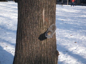 Squirrel Fishing