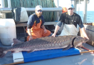 Sturgeon from the Delaware River