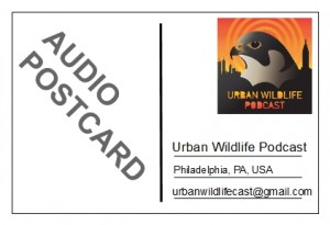 audio postcard.big