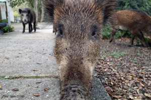 CollserolaWildBoar