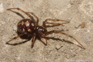 triangulatecobwebspider.andrewhoffman