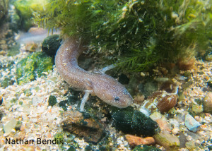 Barton Springs Salamander