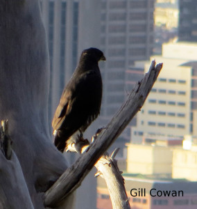 Black Sparrowhawk, Cape Town, South Africa