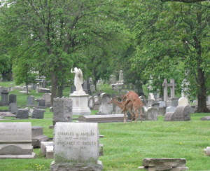 Deer mating at the historic Woodlands Cemetery in Philadelphia