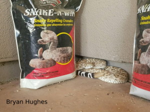 western diamond back rattler next to bag of snake repellent