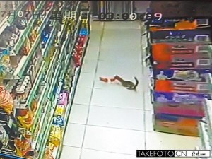 Siberian weasel stealing sausage from a Beijing supermarket. 