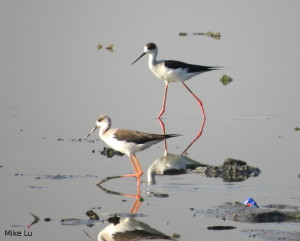 Black Winged Stilts at Las Piñas-Parañaque Critical Habitat and Ecotourism Area, Mike Lu