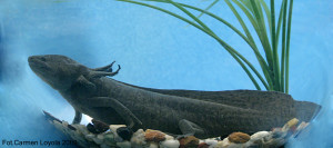 Axolotl