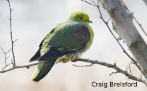 White bellied green pigeon, Shanhai, by Craig Brelsford