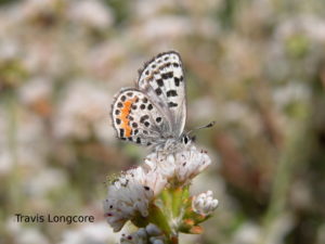 El Segundo blue butterfly