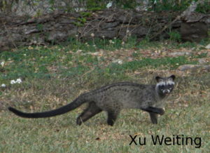 Xu Weiting_civet in day