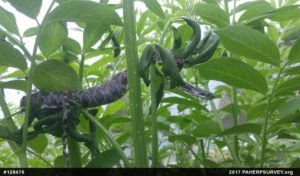 young black rat snake