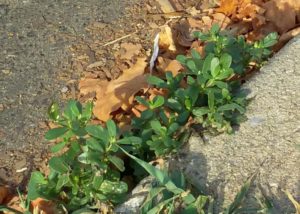 Curb-crack purslane