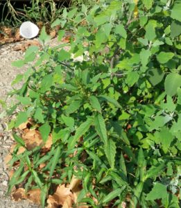 Epazote rising from a bed of lambs quarters.