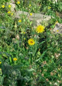 Sow thistle