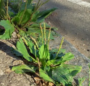 broad leaved plantain