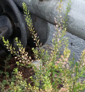 Virginia pepperweed