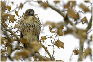 Mom, the red-tailed hawk. 