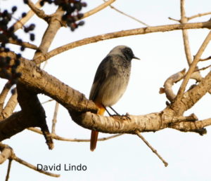 Black Redstart