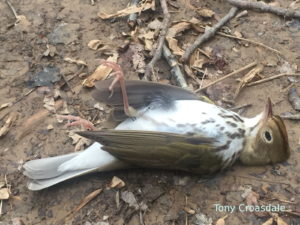 dead ovenbird