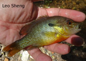 Red Breasted Sunfish