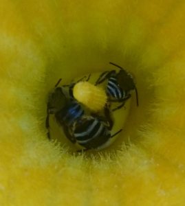 Squash bees in a squash flower. 