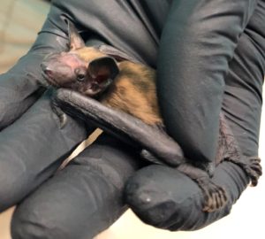 Big brown bat, fed and discussed on the episode