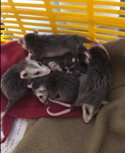 baby opossums