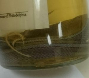 Preserved Short-headed garter snake (Thamnophis brachystoma)