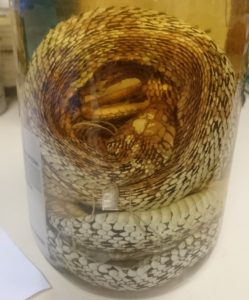 Preserved Mexican garter snakes (Thamnophis eques) from Mexico City