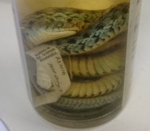 Preserved eastern garter snakes (Thamnophis sirtalis) from Philadelphia