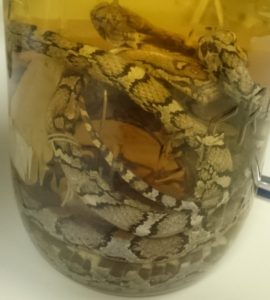 Preserved milk snakes (Lampropeltis triangulum) from Philadelphia
