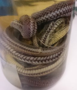 preserved black-bellied garter snakes (Thamnophis melanogaster) from Mexico City